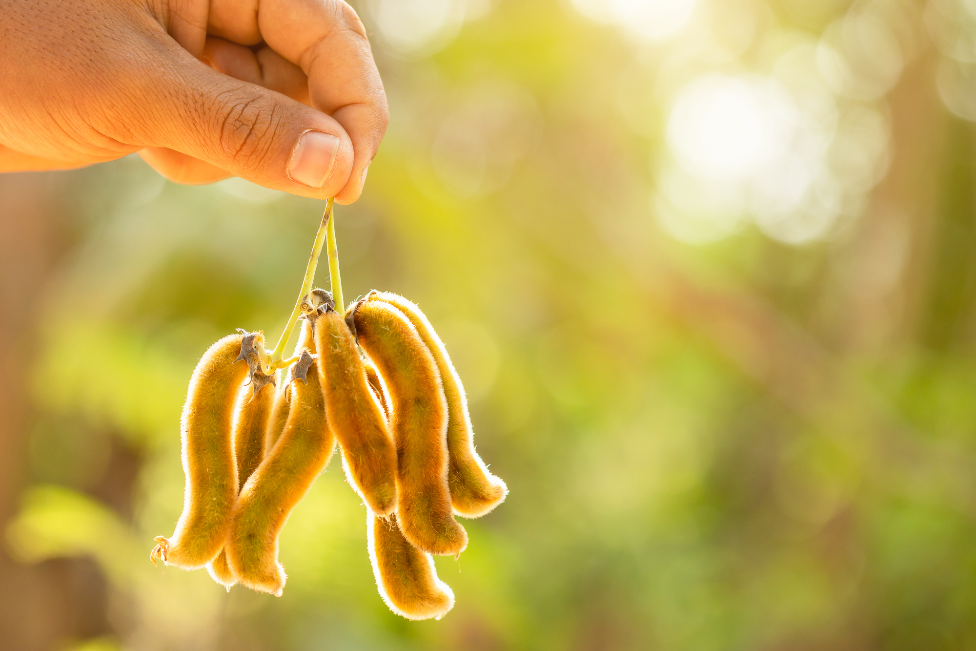 Mucuna pruriens